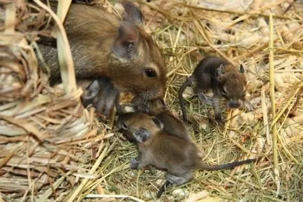 Degu (снимка) декоративни катерица чили