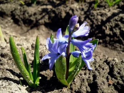 Virágok a győzelem napja, a kertben egy vidéki ház