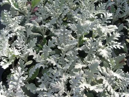 specii cineraria, plantarea, cultivarea și îngrijirea