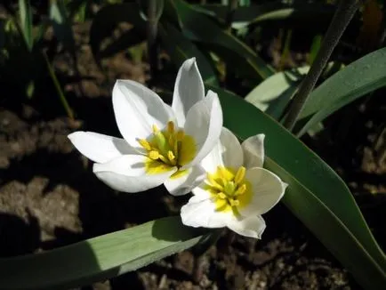 Virágok a győzelem napja, a kertben egy vidéki ház