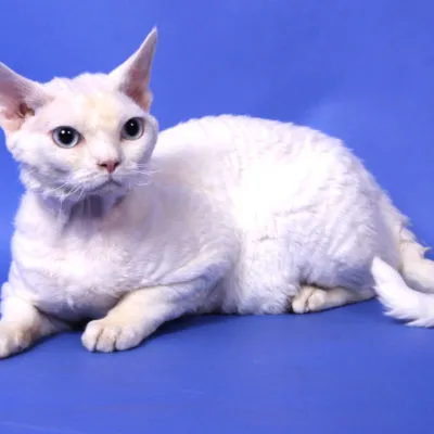 Devon Rex fajta leírását és a karakter 10 fotó, videó