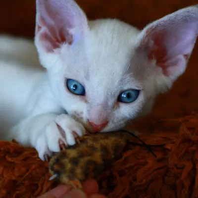 Devon Rex fajta leírását és a karakter 10 fotó, videó