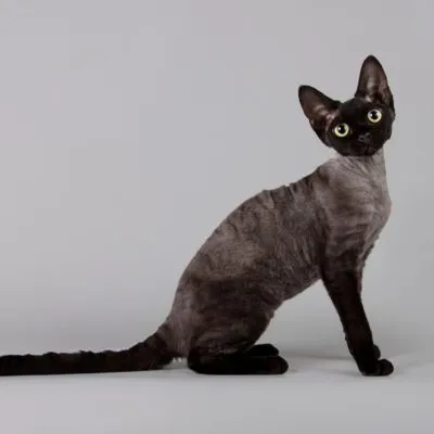 Devon Rex описание порода и характер 10 снимки, видео