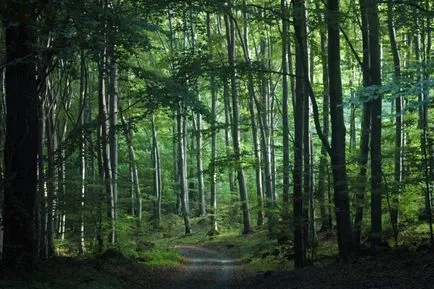 Copacii, care vor ajuta să supraviețuiască în pădure