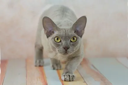 Devon Rex Descriere rasa și caracterul 10 fotografii, video