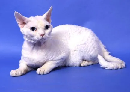 Devon Rex fajta leírását és a karakter 10 fotó, videó