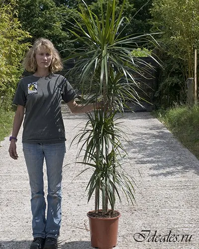 Dracaena marginata otthoni gondozást, a szépség titkát, és a nők egészségére