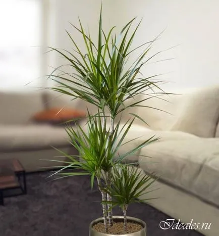 Dracaena marginata otthoni gondozást, a szépség titkát, és a nők egészségére