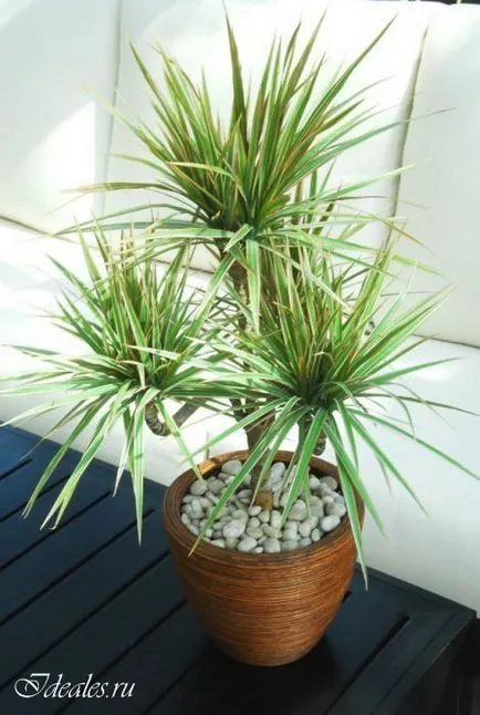 Dracaena marginata otthoni gondozást, a szépség titkát, és a nők egészségére