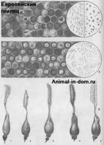 Európai foulbrood, kezelésére háziállatok