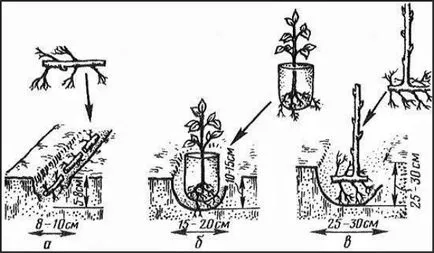 Murele în suburbiile de plantare, îngrijirea și cultivarea