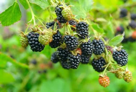 plantare gradina Blackberry și de îngrijire în suburbii, boala și gradul de îngrășăminte, cultivarea și creșterea