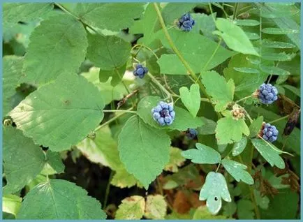Blackberry kert ültetés és gondozás a külvárosban, a betegség és minőségű műtrágya, termesztés és tenyésztés