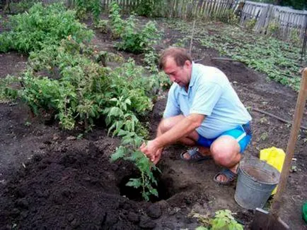 Murele în suburbiile de plantare, îngrijirea și cultivarea