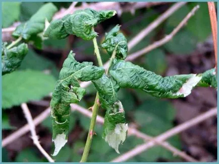 plantare gradina Blackberry și de îngrijire în suburbii, boala și gradul de îngrășăminte, cultivarea și creșterea