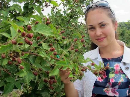 Къпини в предградията засаждане, грижите и отглеждането