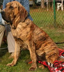 Fila Brasileiro - minden, ami a fajta, fajta története, a kezelés, a táplálkozás, a kölykök Fila Brasileiro