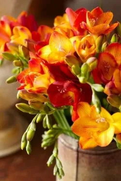 Freesia, de plantare și îngrijire