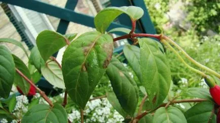 Descriere Fuchsia, cultivare, întreținere și depozitare de iarnă