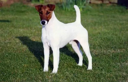 Фокстериер порода куче снимка
