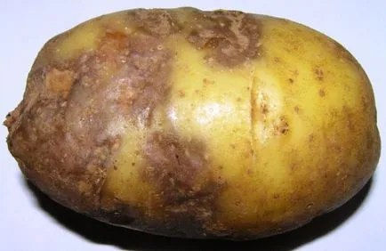 Potato târziu simptome tăciunele, cauzele, prevenirea