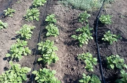 Potato târziu simptome tăciunele, cauzele, prevenirea