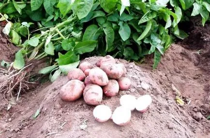 Potato târziu simptome tăciunele, cauzele, prevenirea