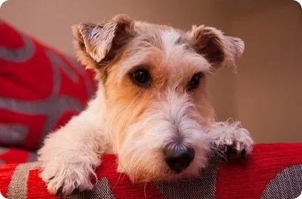 Fox terrier, Fox Terrierul imagini