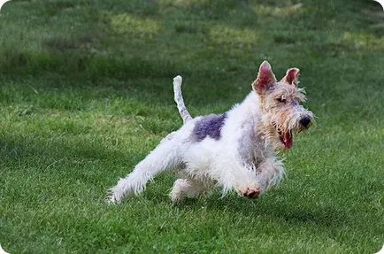 Fox terrier, Fox Terrierul imagini