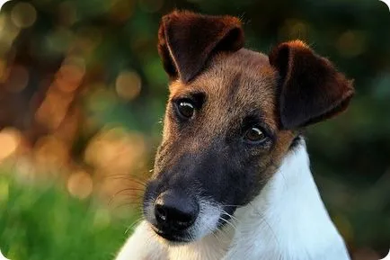 Fox terrier, Fox Terrierul imagini