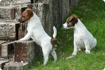 Fox terrier, Fox Terrierul imagini