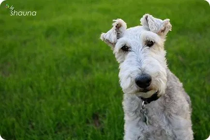 Fox terrier, Fox Terrierul imagini