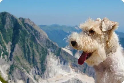 Fox terrier, Fox Terrierul imagini