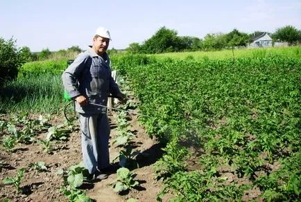 Potato târziu simptome tăciunele, cauzele, prevenirea