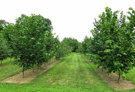 plantare și îngrijire în Hazelnut țară