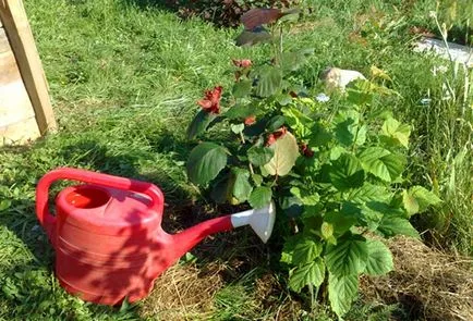 plantare și îngrijire în Hazelnut țară