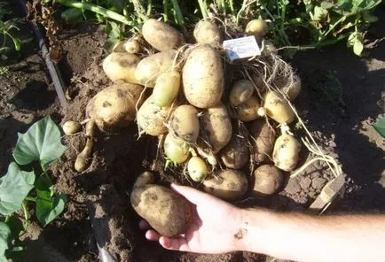 Potato târziu simptome tăciunele, cauzele, prevenirea