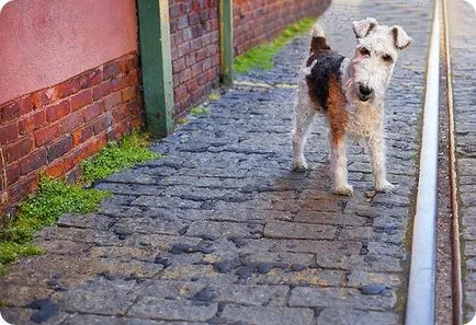 Fox terrier, Fox Terrierul imagini