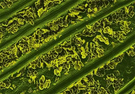 Alimente Fotografie sub microscop, toate interesante aici