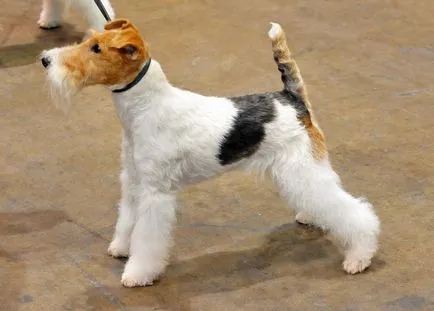 Фокстериер порода куче снимка