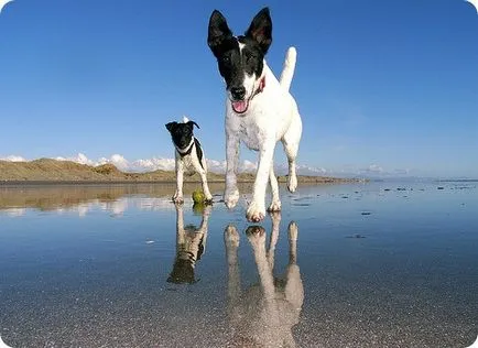 Fox terrier, Fox Terrierul imagini