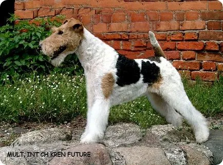 Fox terrier, Fox Terrierul imagini