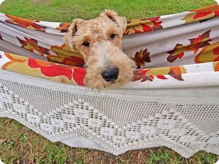 Fox terrier, Fox Terrierul imagini