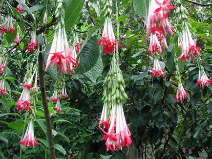 Fuchsia описание, отглеждане, поддържане и съхранение на зимата