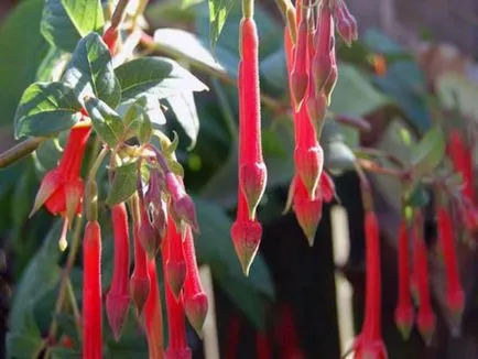 Fuchsia описание, отглеждане, поддържане и съхранение на зимата