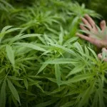 Ghiduri pentru plante de udare - cultivarea de canabis, marijuana, canabis în aer liber