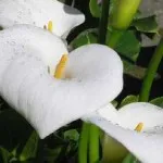 Hortensie cum să aibă grijă în casă, grădină de flori hortensie, pateu, camera, albastru