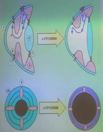 Eyedrops descriere atropină, utilizare, contraindicații