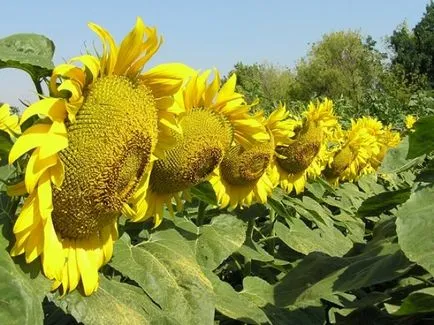 napraforgó hibridek - Syngenta, úttörő Tunka stb