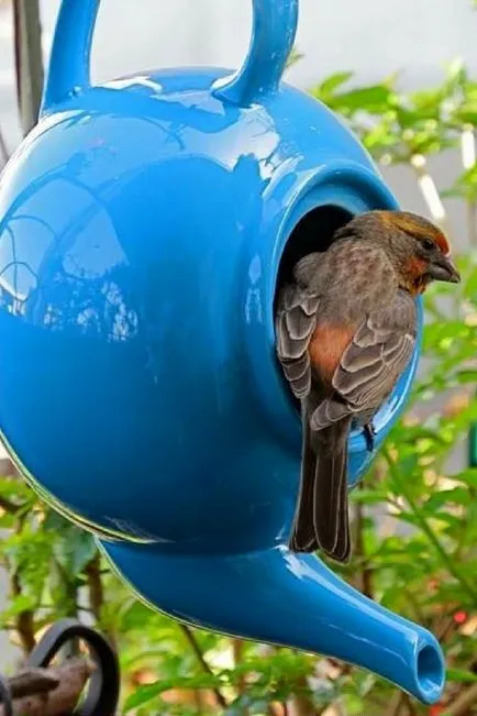 Nest madaraknak a kezüket, él az országban